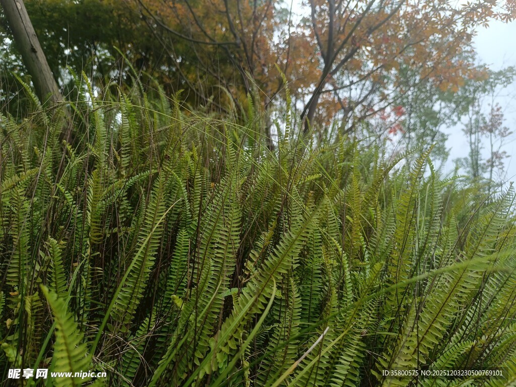 茂密绿植景观