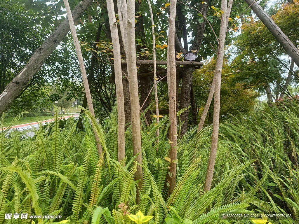 竹林间的绿植景观