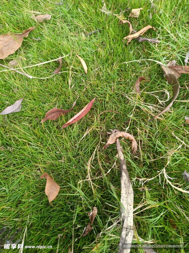 草地中的枯叶与细枝