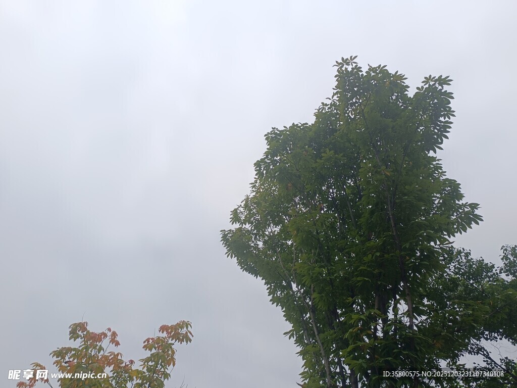 阴天中的葱郁树木