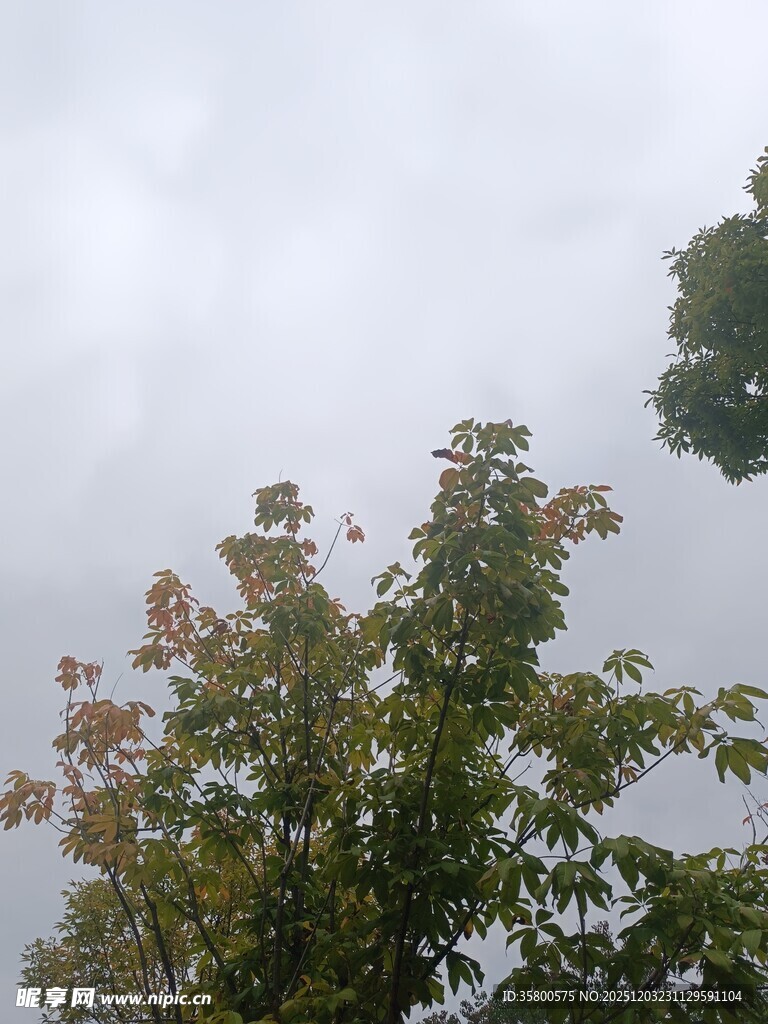 阴天中的繁茂树木