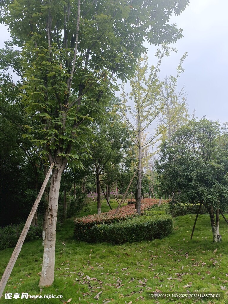 户外绿树成荫的自然景致