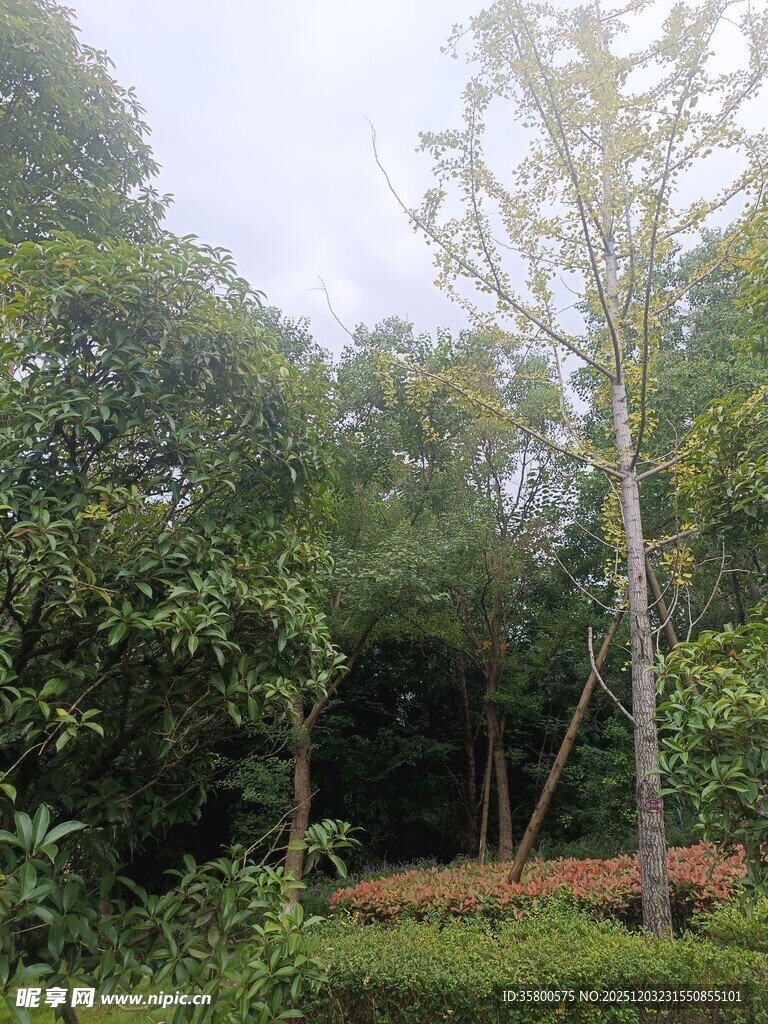 林间树木繁茂的自然景致