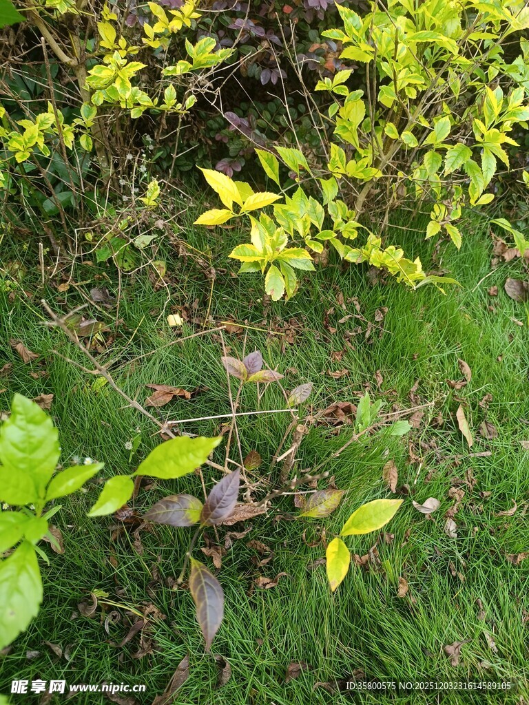 嫩绿植物与多彩叶片景观