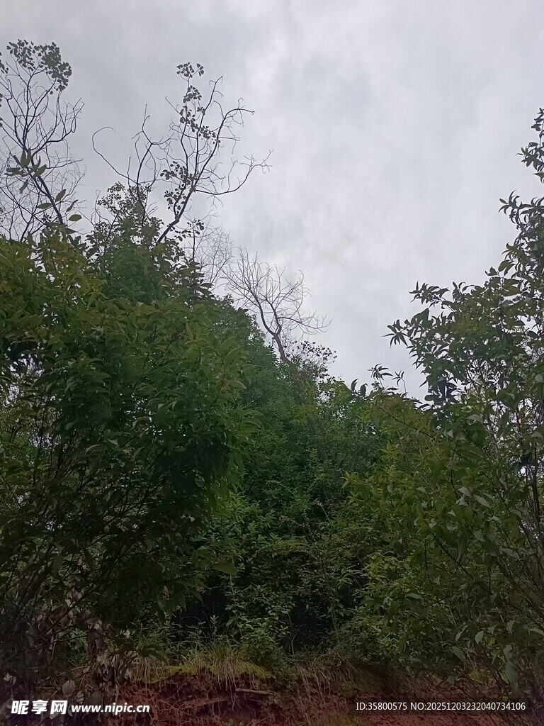 山林绿意盎然的自然景象