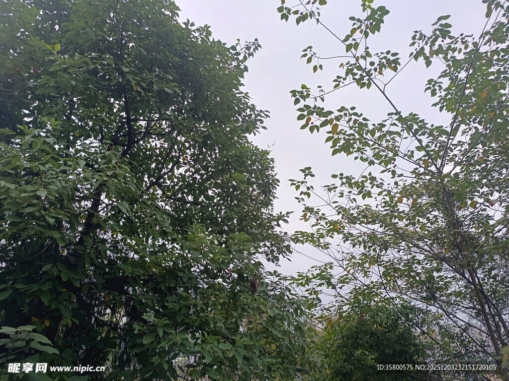 茂密树林中的绿意景象