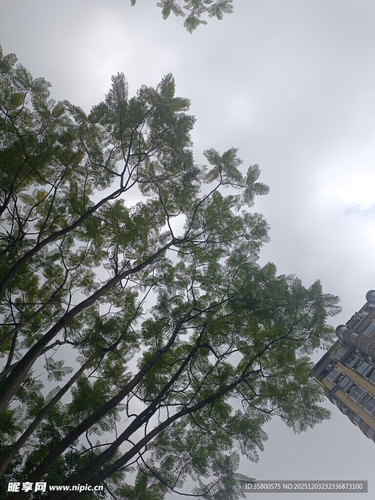 仰视下的树木与阴沉天空