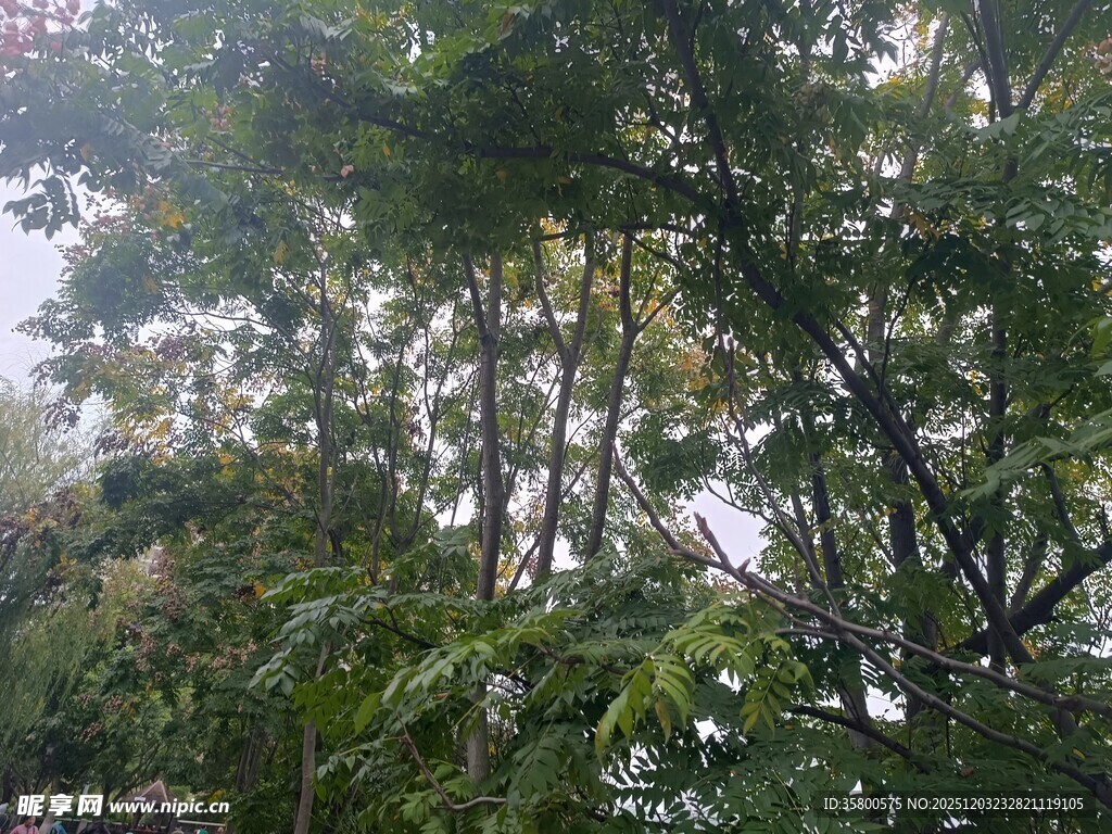 雾中繁茂树林景象