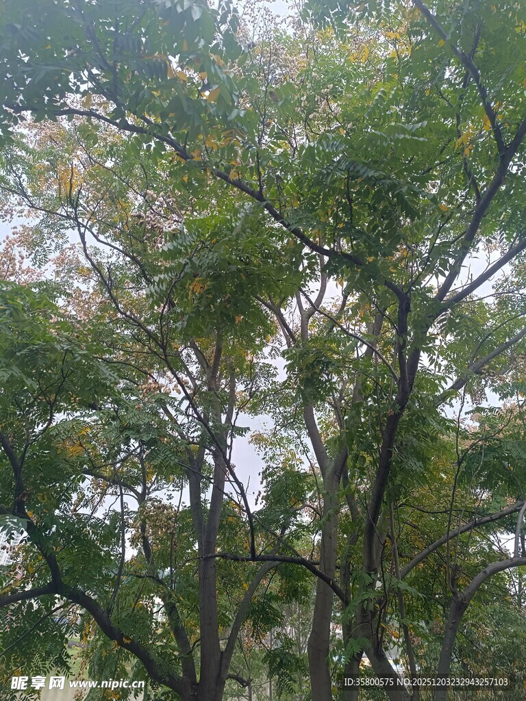 绿树成荫的自然景致