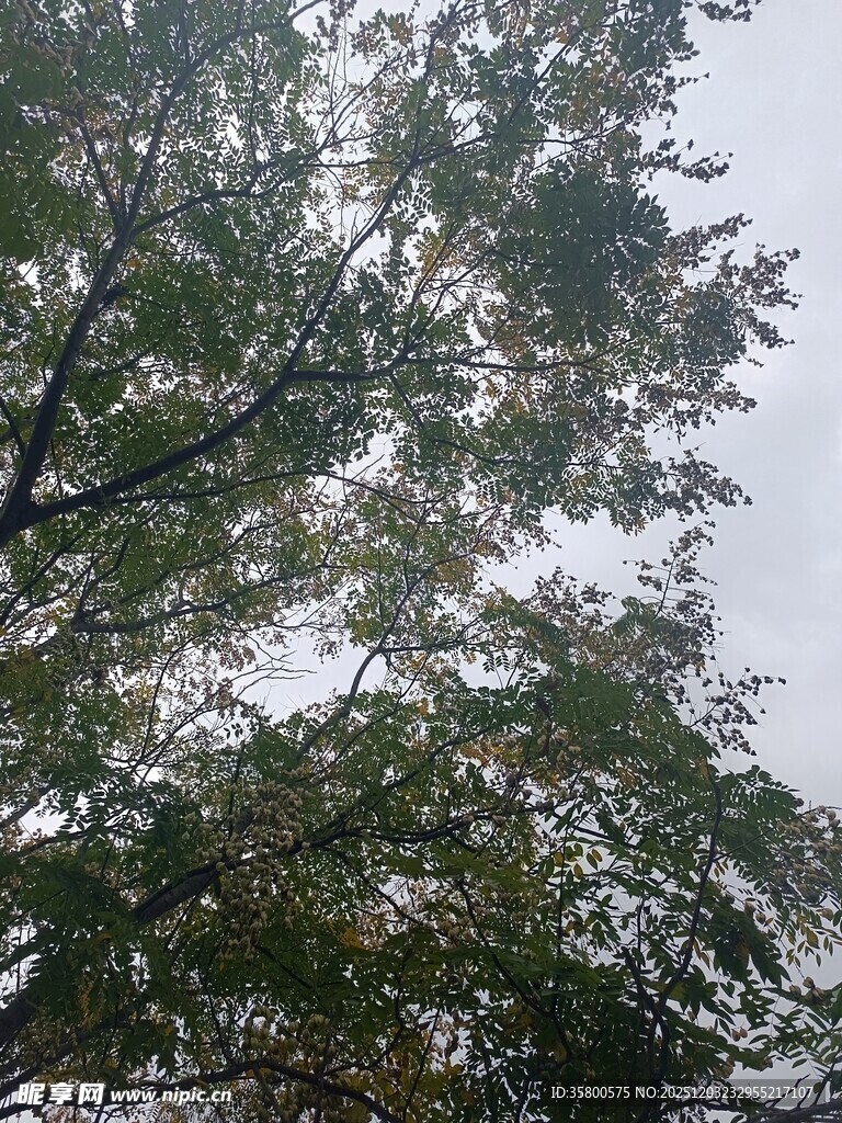 枝叶繁茂的树木