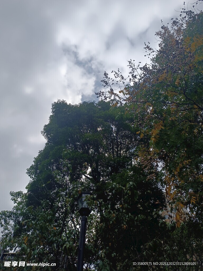 茂密树林与阴沉天空