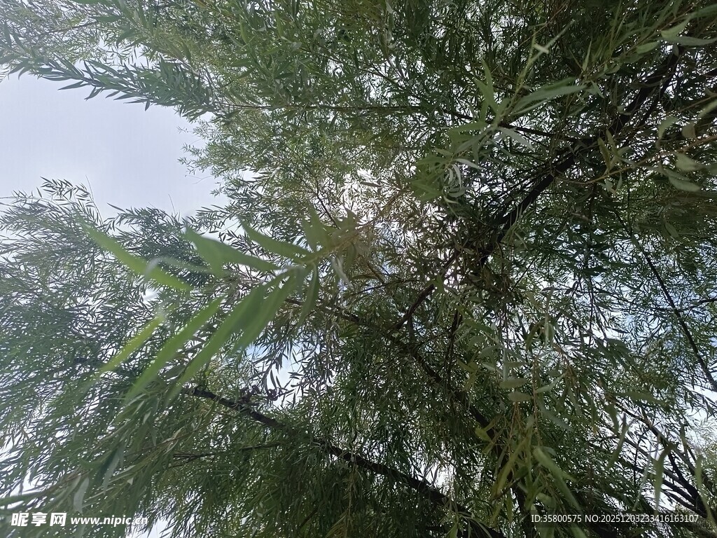 仰视茂密树林枝叶