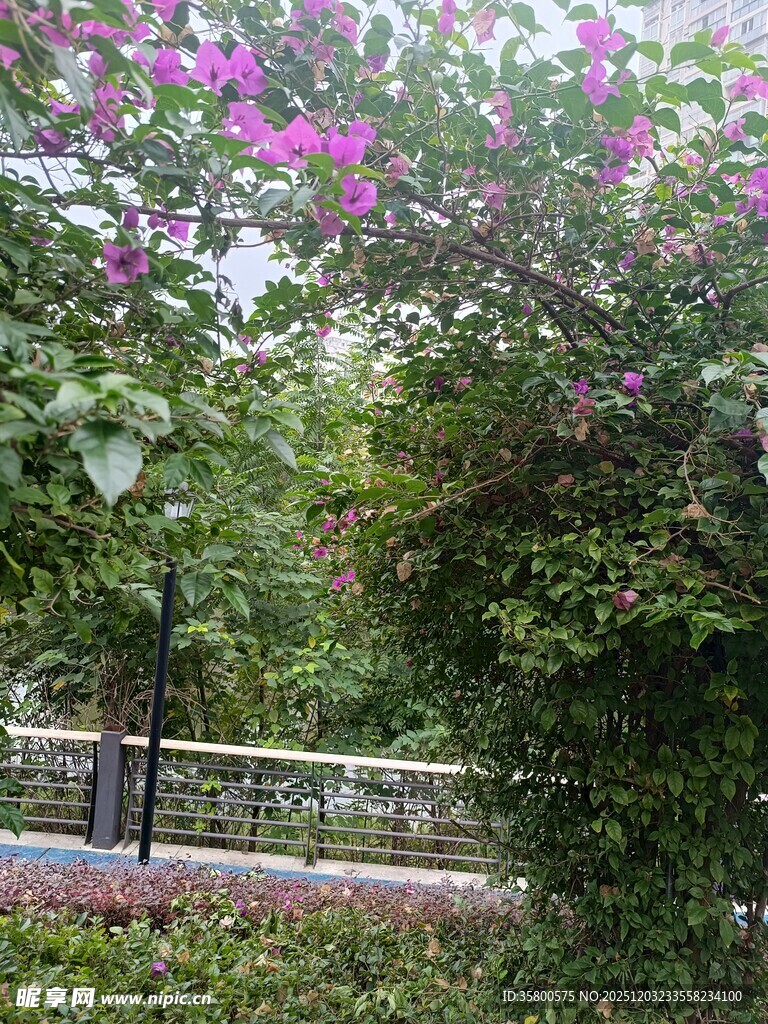 繁花缀绿树的清幽景致