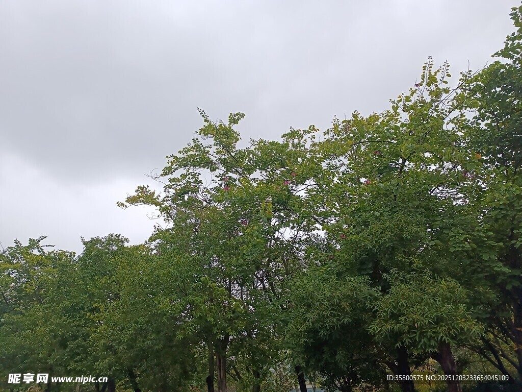 阴天中的葱郁绿树