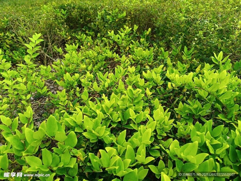 翠绿繁茂的植物景观