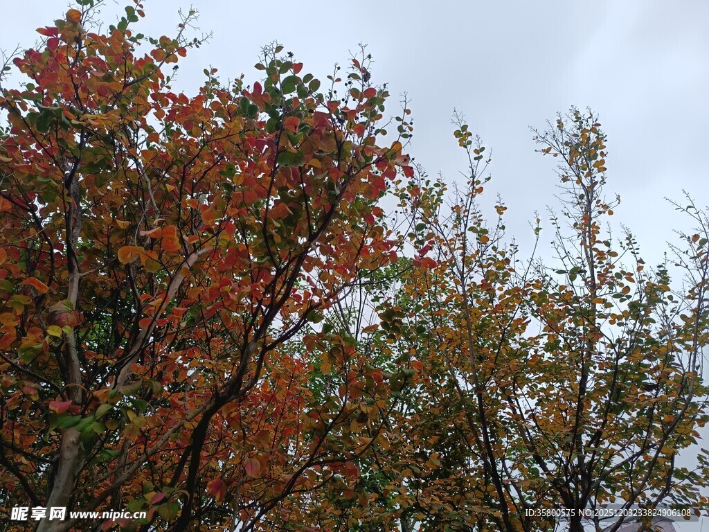 秋日斑斓树梢景色