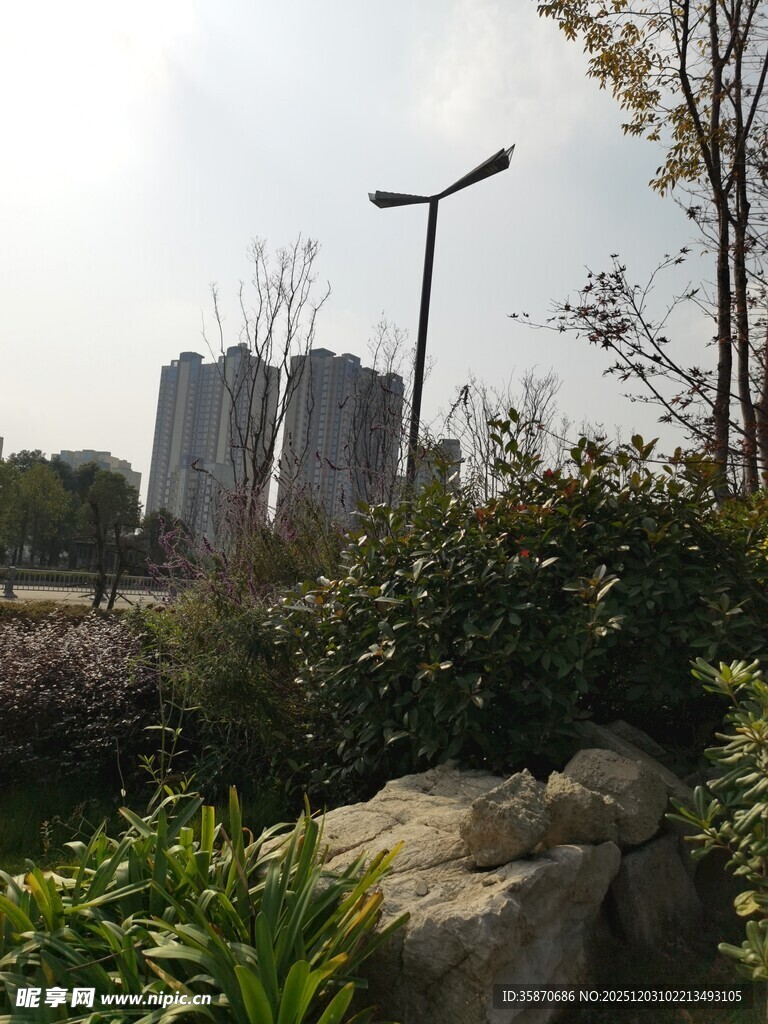 城市中的绿植与景观石