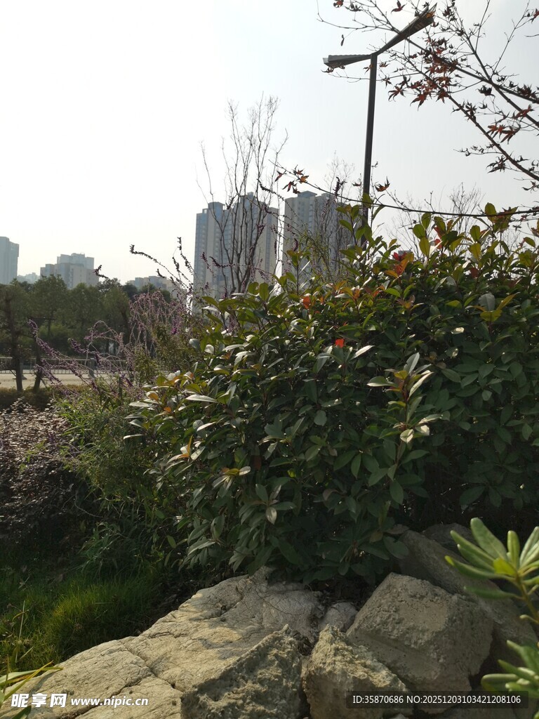 城市中的绿植与岩石景观