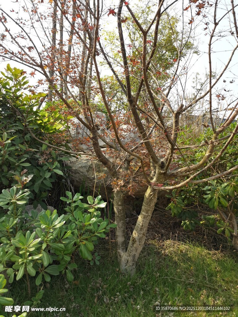 枯树旁的绿植景观