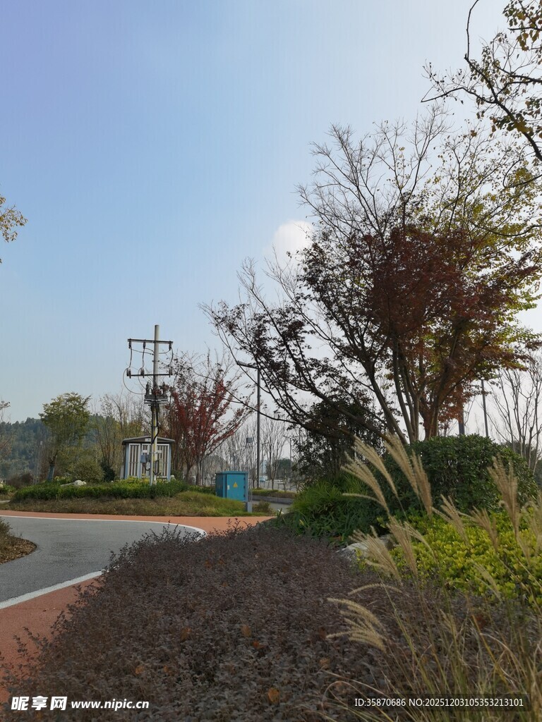 城郊小路旁的绿植与树木