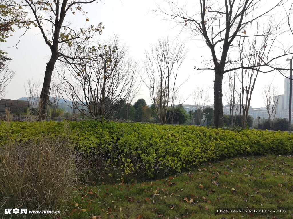 郊外冬日绿植与树木景观