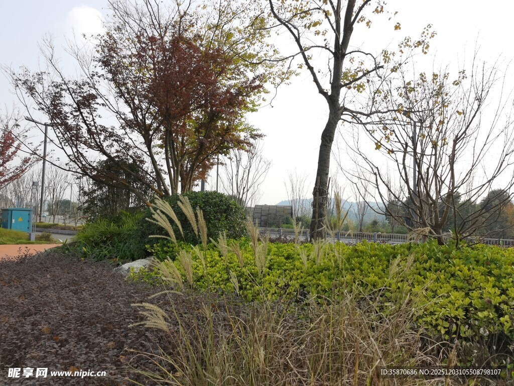 郊外自然风景树木与草地