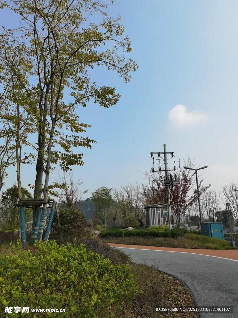 城郊道路旁的绿树景观