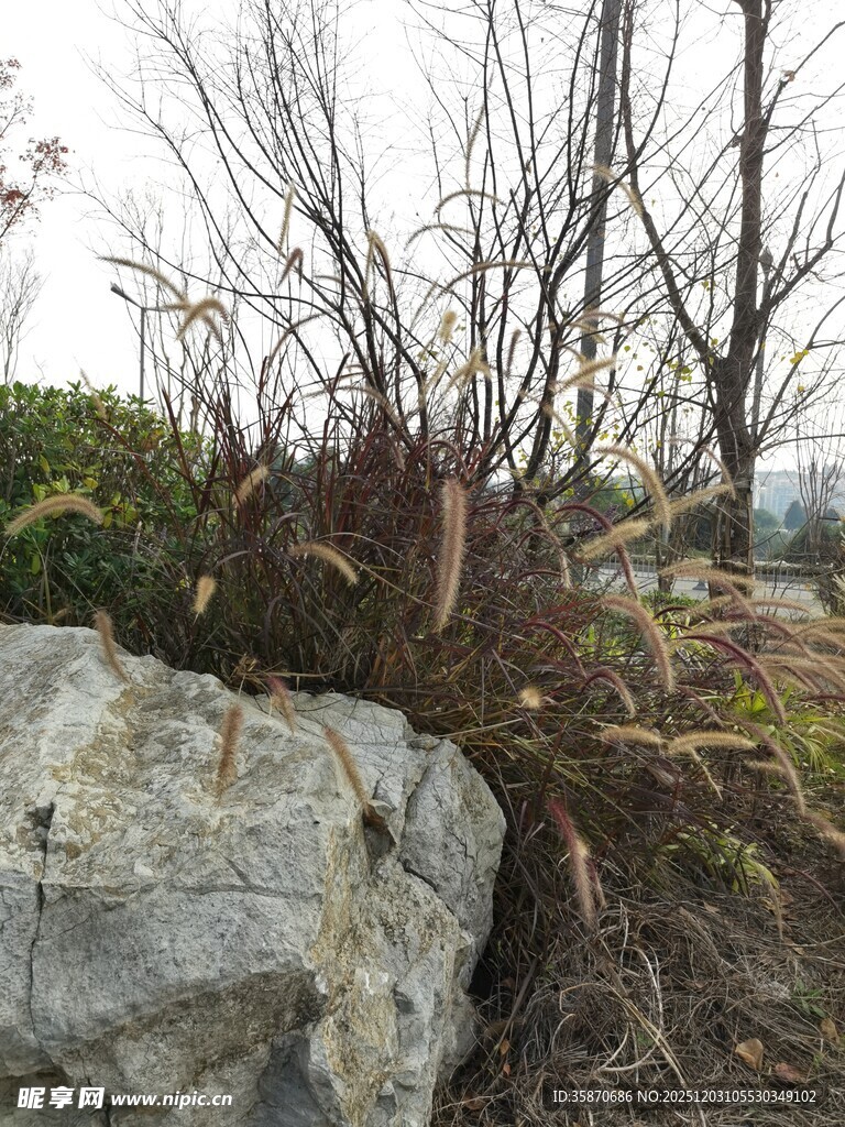 岩石旁的枯木植物景观