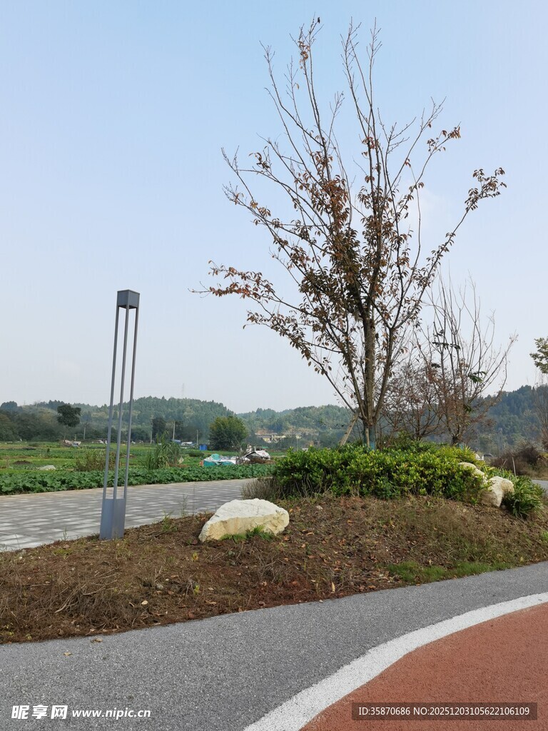 公园小径旁的绿植景观