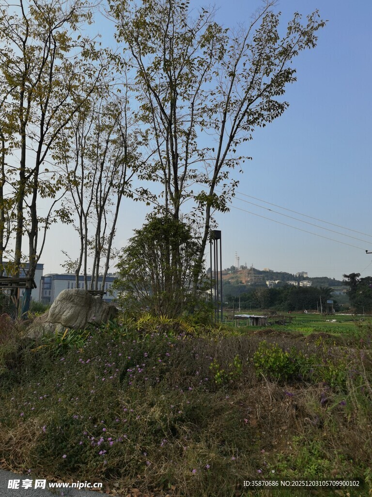 乡村路旁树木与开阔景致