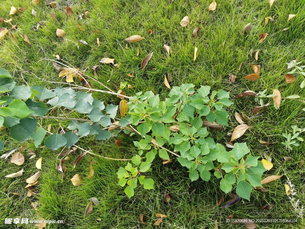 草地上的绿色植物