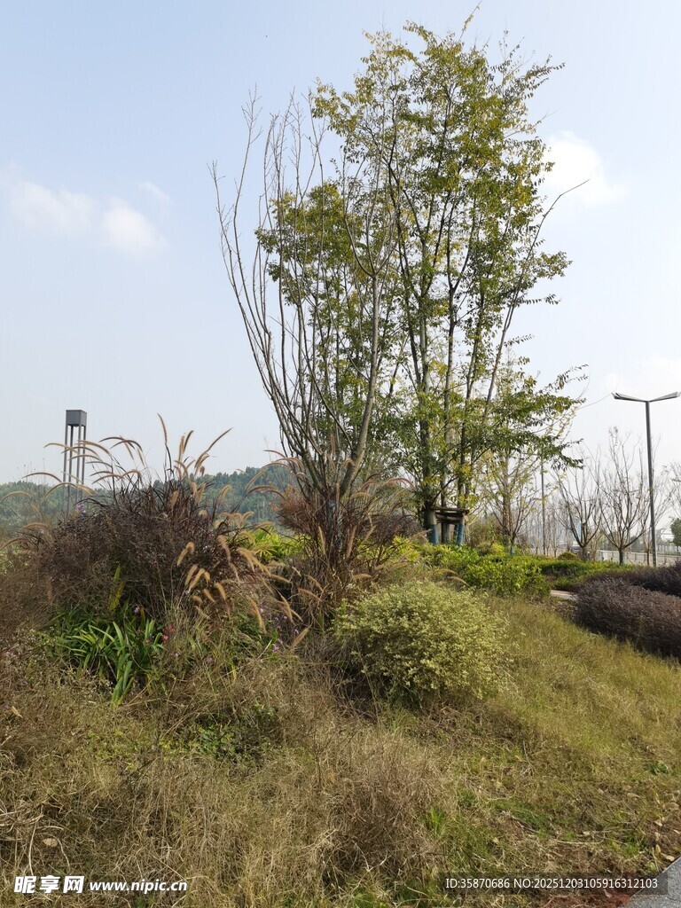 郊外草地树木风景图