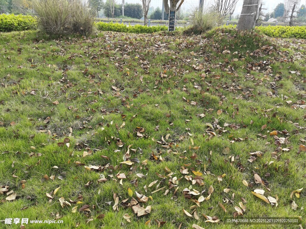 草地落叶景象