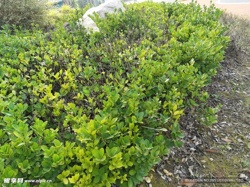 翠绿繁茂的户外灌木丛