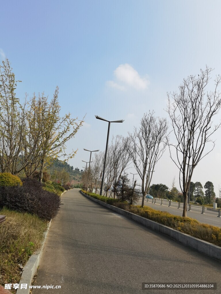 宽阔道路旁的树木与路灯
