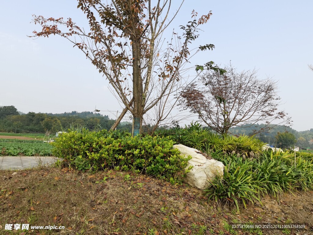 郊外绿植与树木景观