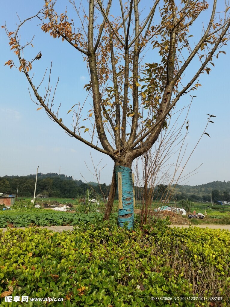 田野中一棵光秃的树木