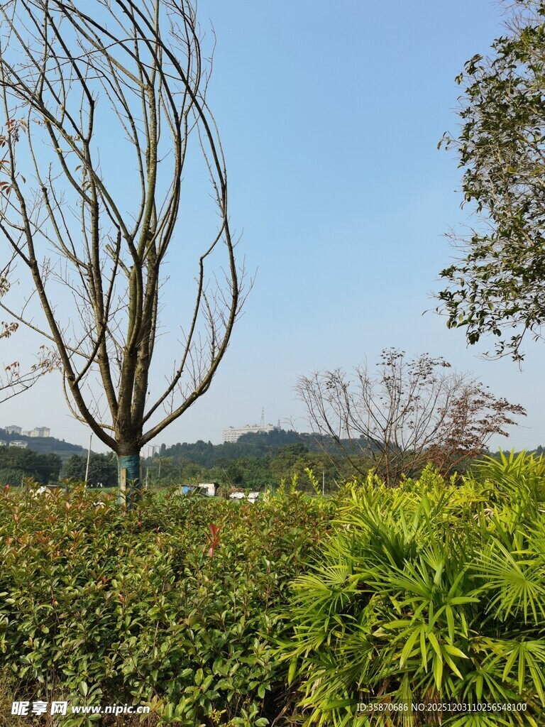 户外繁茂绿植与光秃树木