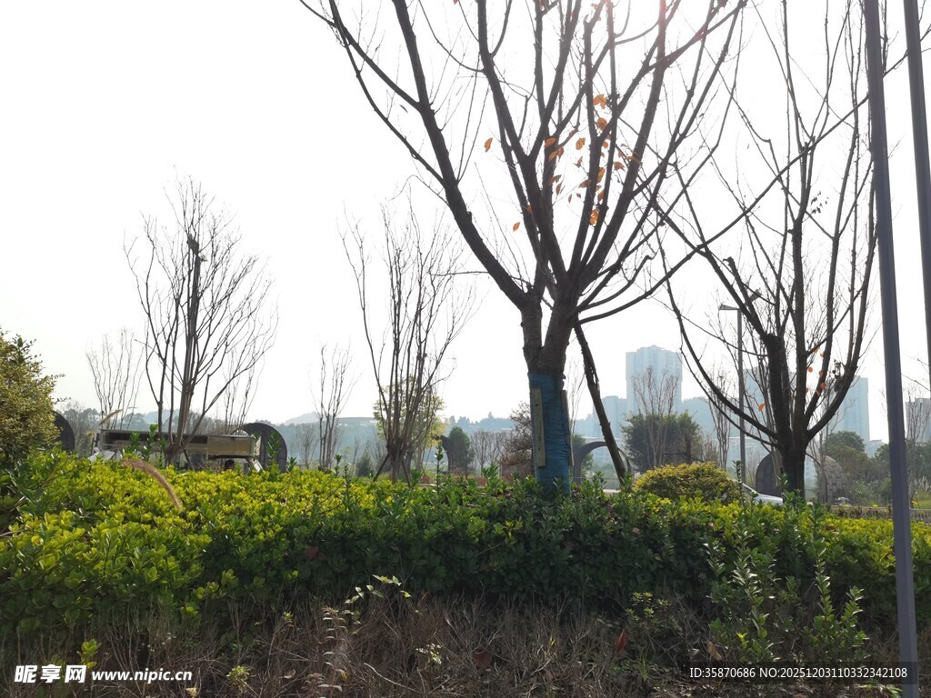 冬日萧瑟树林景观