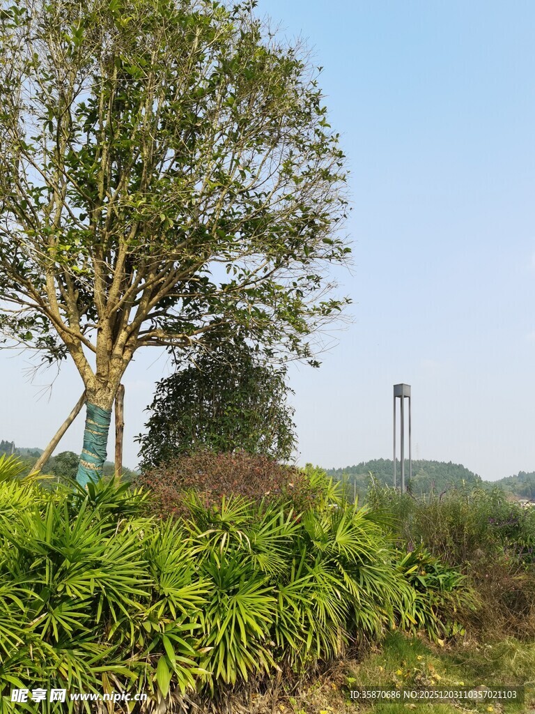 户外绿植与树木风景图