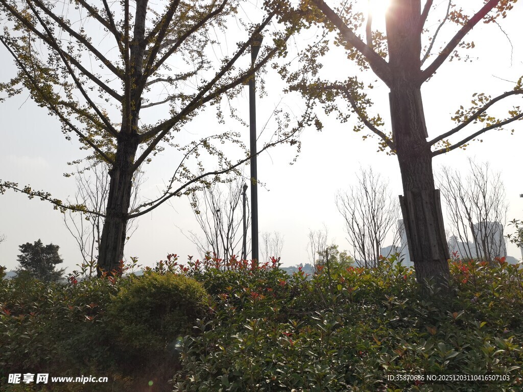 阳光下的树木与绿植