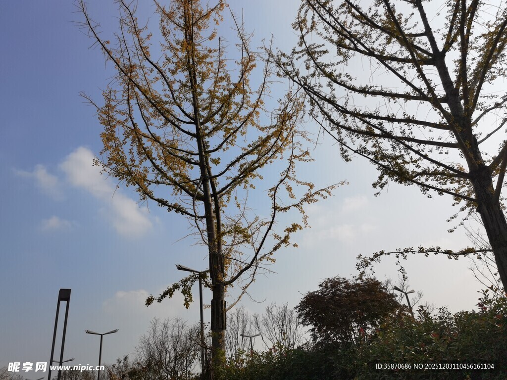 秋日树木蓝天景致