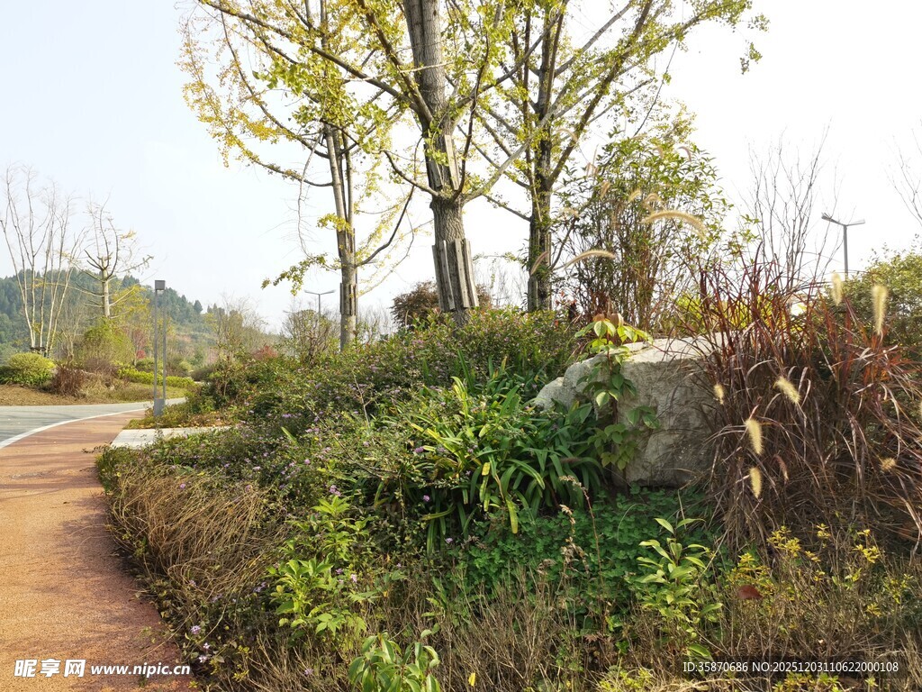 乡间小路旁的绿植与树木