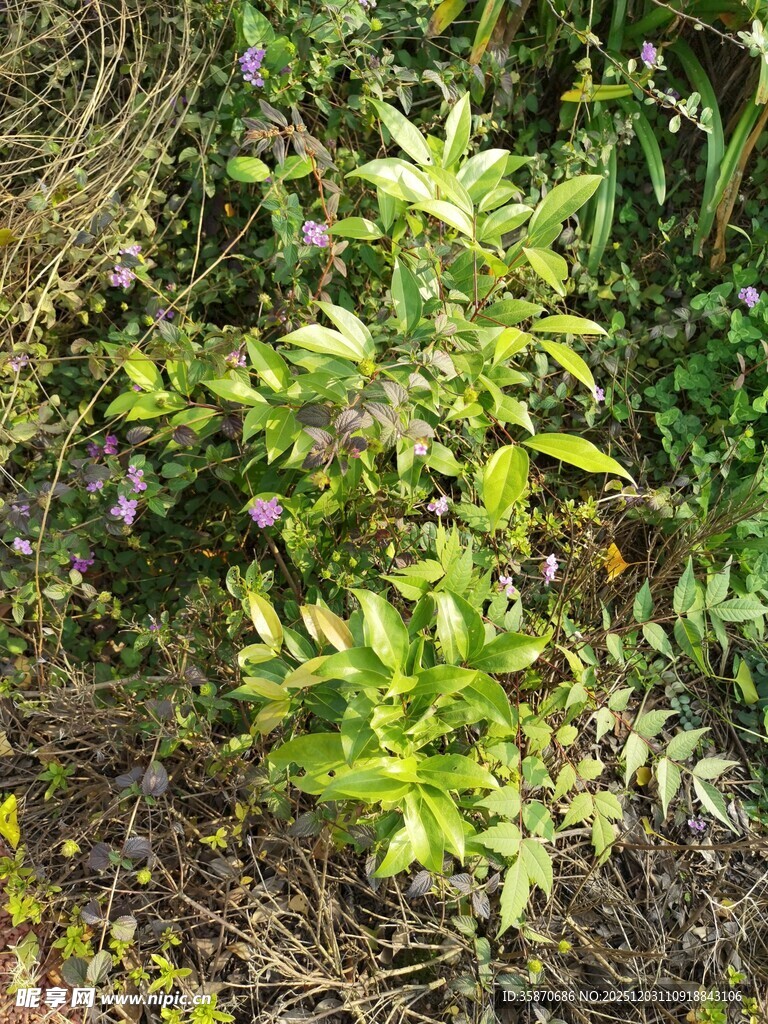 绿叶植物展现自然生机