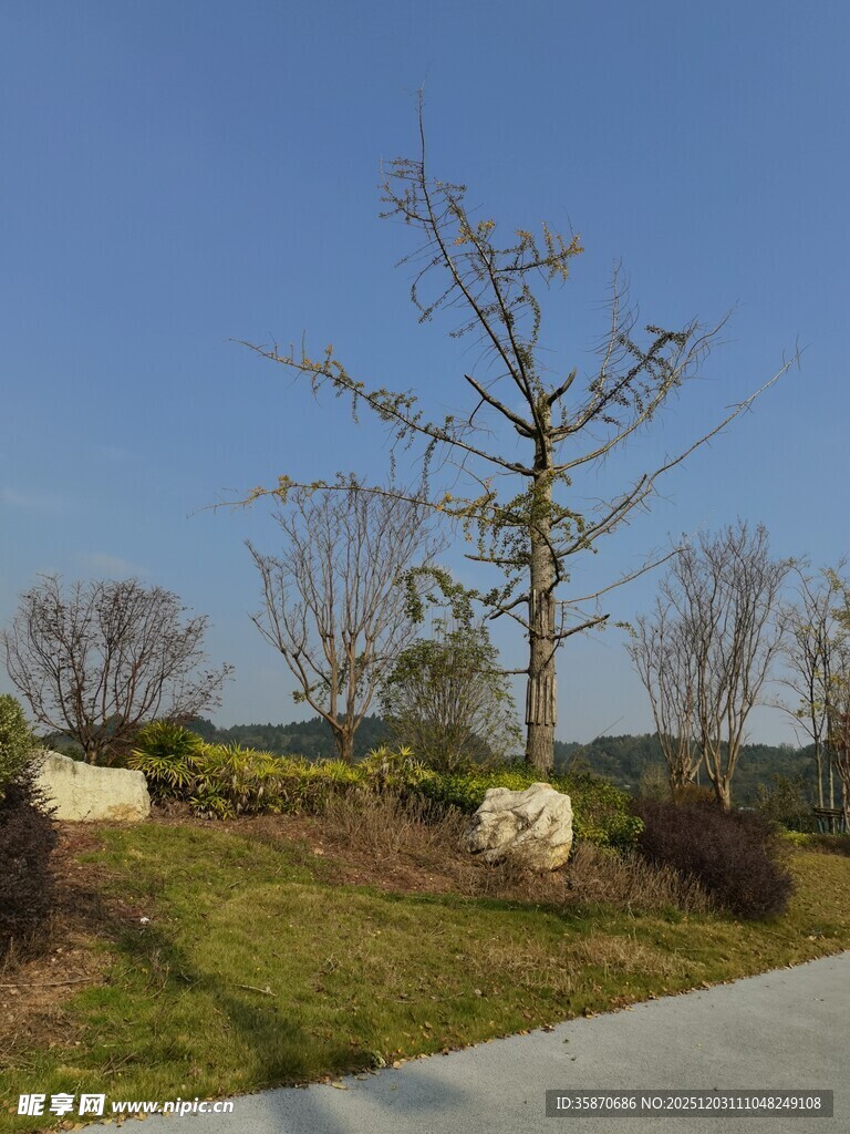 路边孤树与石景