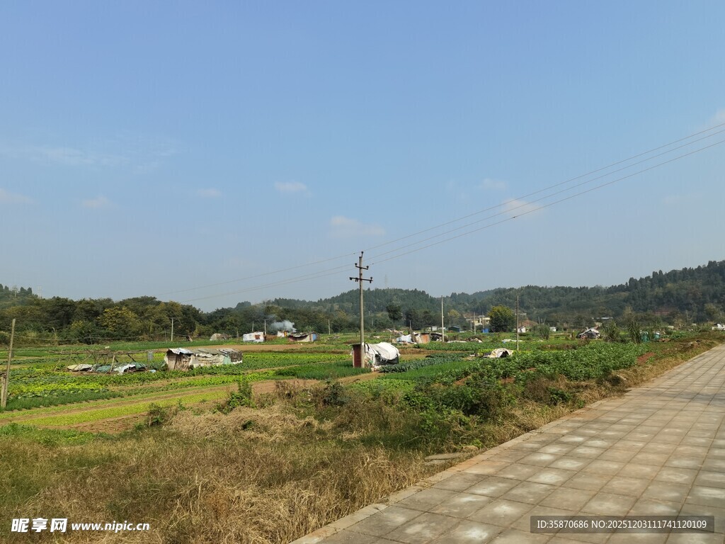 乡村小路旁的田园风光