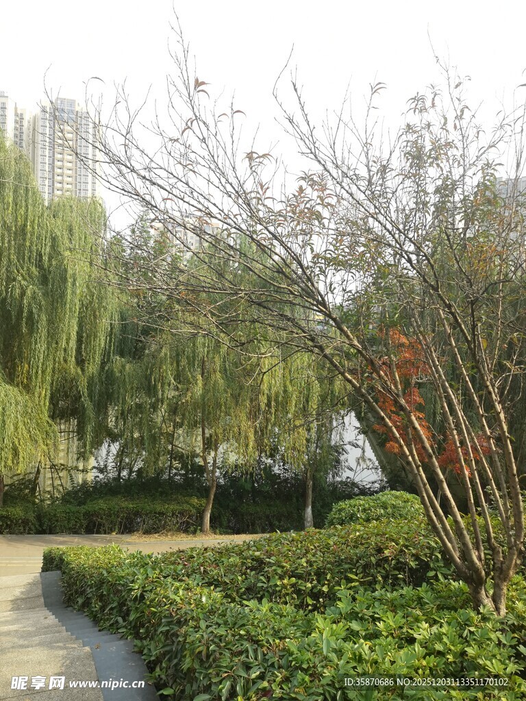 公园中的绿植小径景观