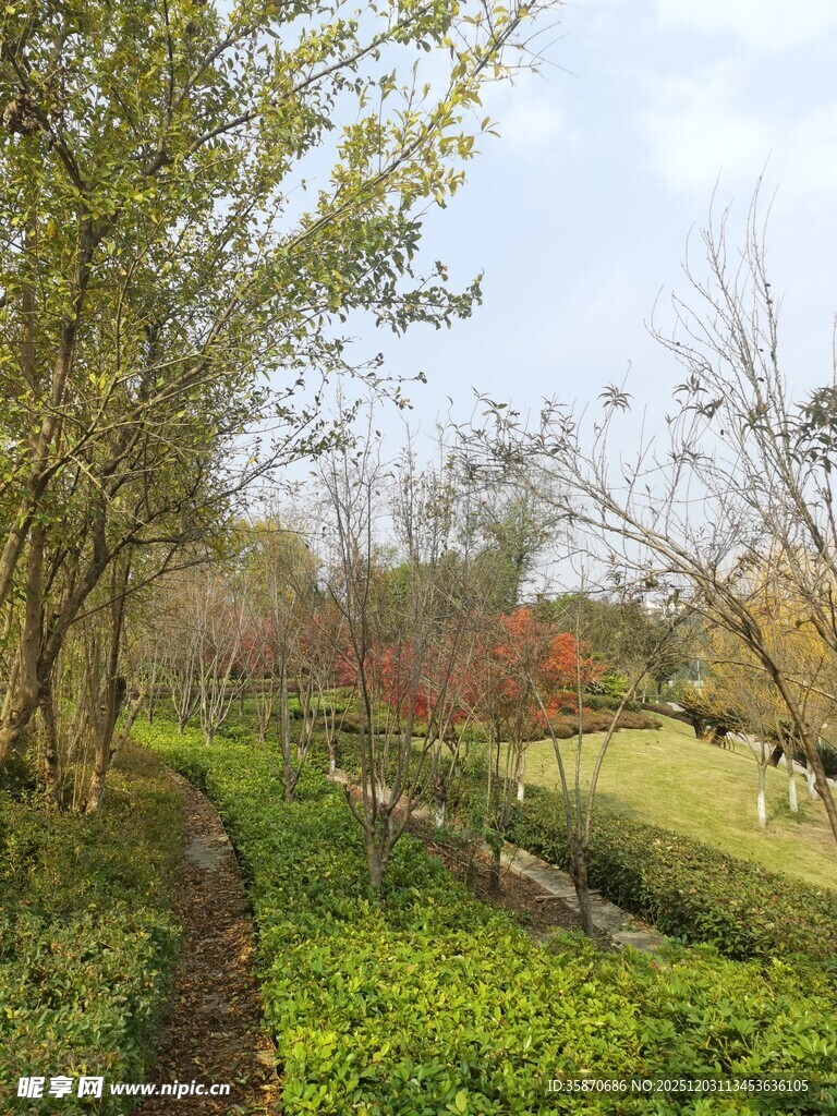 春日林间小径的自然景致