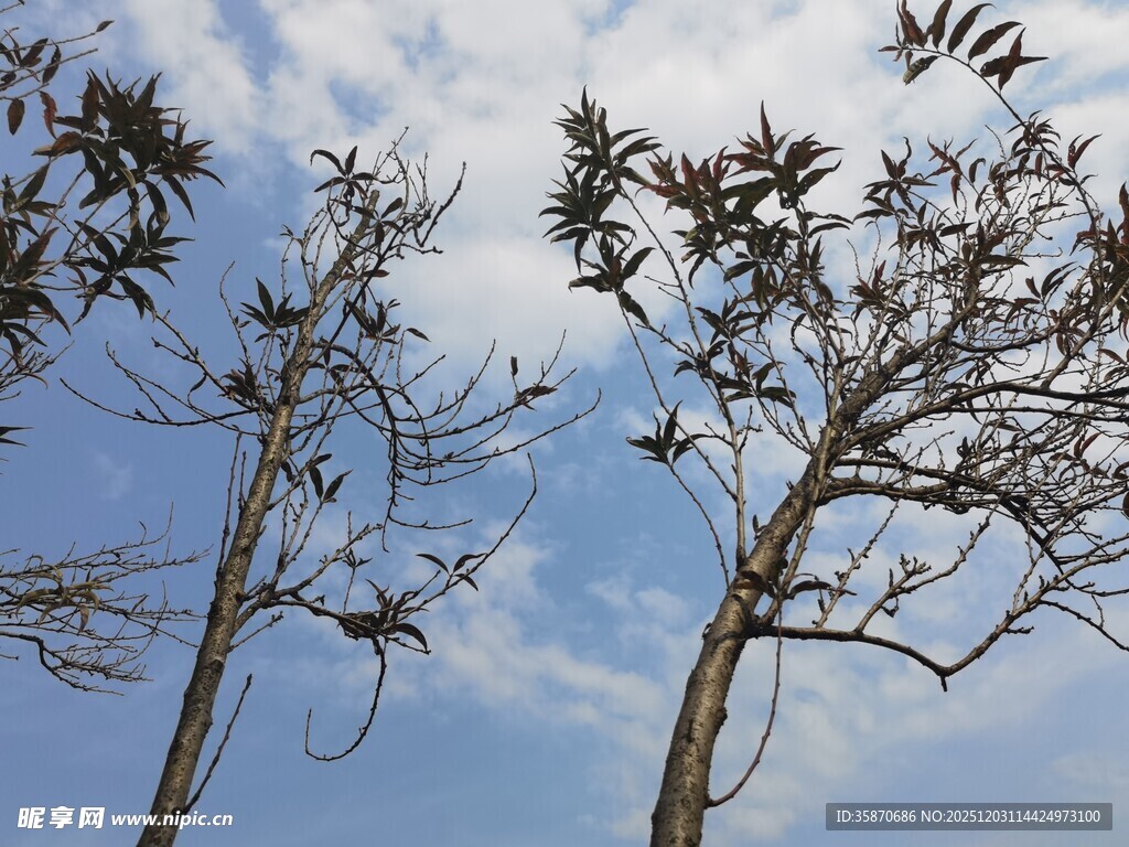 蓝天映衬下的枯树枝桠