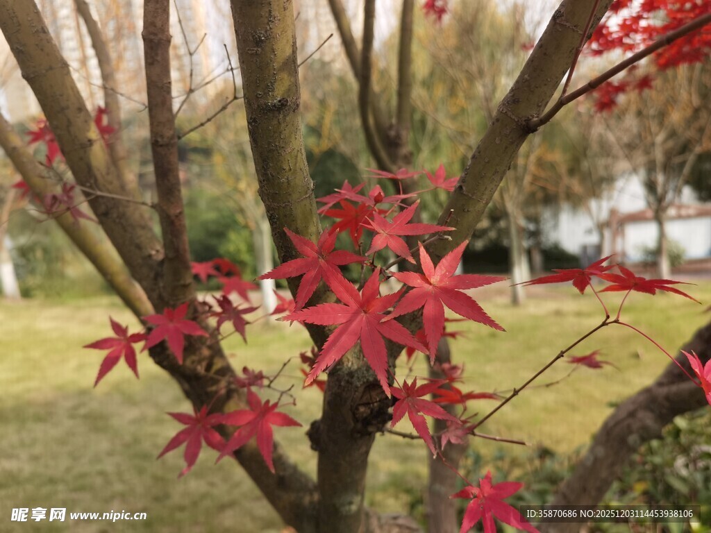 红枫叶树枝特写